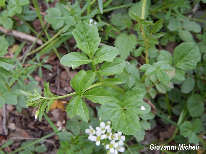 Cardamine amara